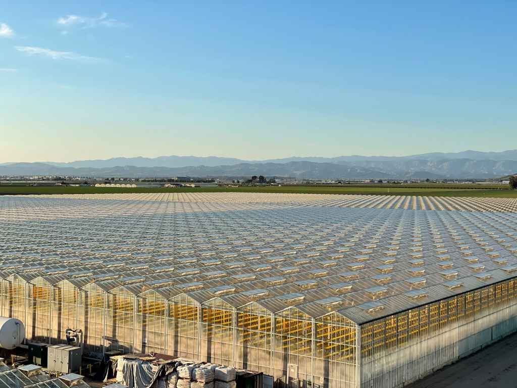 Greenhouse rooftop at Glass House Farms' Camarillo facility